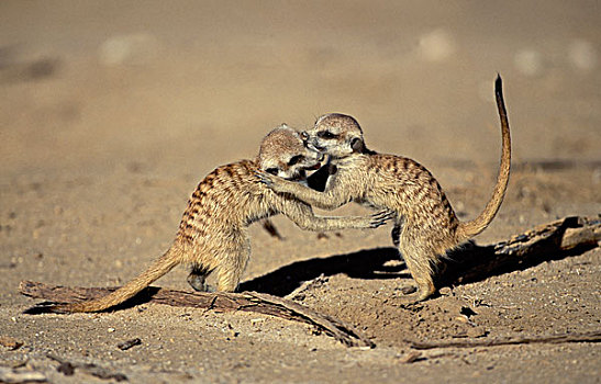 蒙哥,细尾獴属,年少,玩,卡拉哈迪大羚羊国家公园,卡拉哈里沙漠,南非,非洲