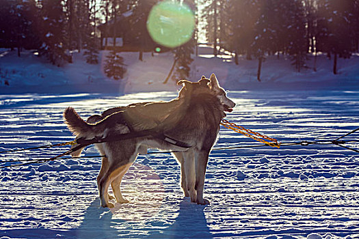 雪橇犬