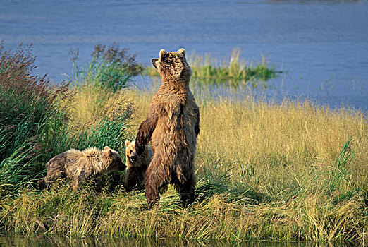 北美,美国,阿拉斯加,卡特迈国家公园,布鲁克斯河,棕熊,母熊,一岁,幼兽