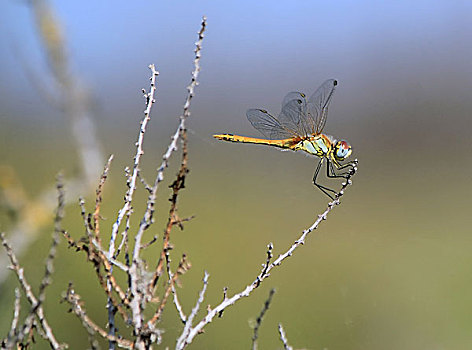 蜻蜓,自然