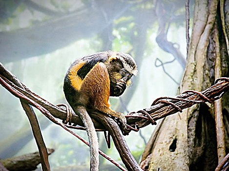 猴子,丛林,坐在树上,惊恐,恐惧,看,脸,握手,嘴