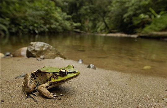 亚马逊河,青蛙,鸡,蛙属,休息,河岸,国家公园,厄瓜多尔,南美