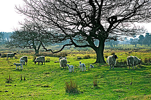 绵羊,放牧,草场,德贝郡,英格兰