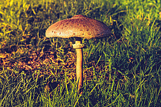 蘑菇,野外,日落