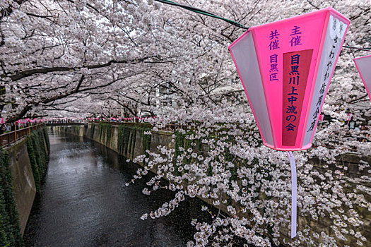 河,樱花,东京,日本