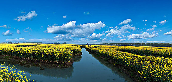 江苏省兴化市垛田油菜花自然生态景观