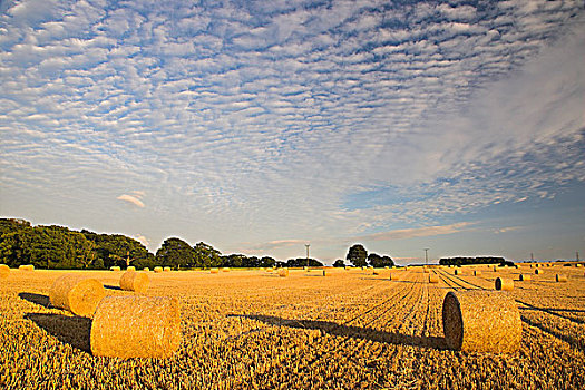 英格兰,汉普郡,南,高积云,鲭,天空,上方,稻草捆,玉米田