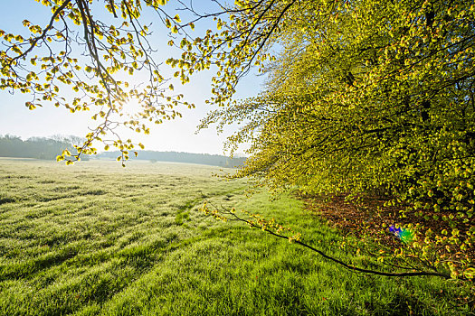 树林,草地,早晨,太阳,春天,奥登瓦尔德,黑森州,德国