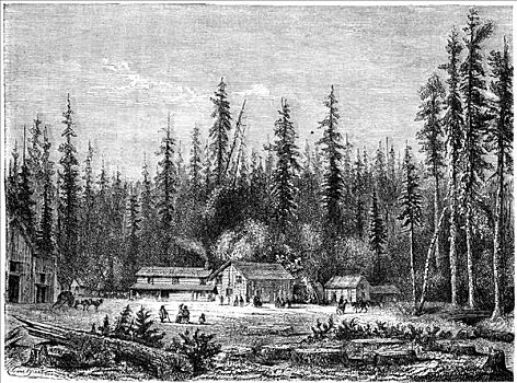 美洲杉,加利福尼亚,19世纪,艺术家