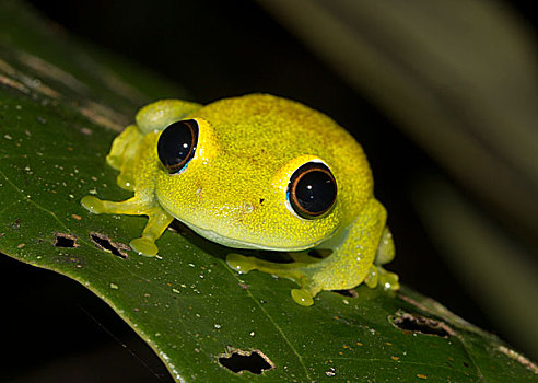 绿色,青蛙,雨林,东方,马达加斯加,非洲