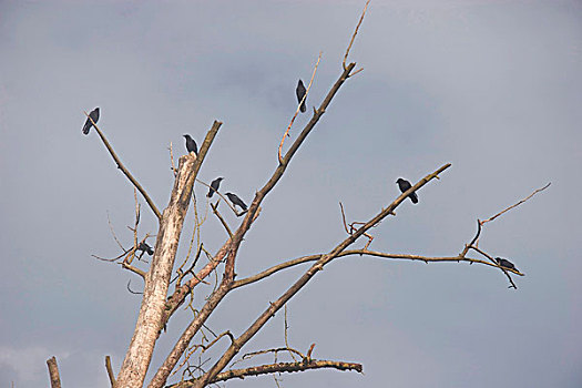 黑色,乌鸦,枯木