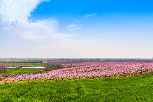 日里,桃园,田野,很美丽