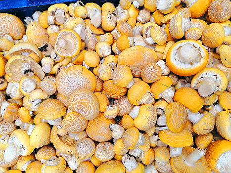 青海海晏,黄蘑菇,草原上的极品,仙菇,世界稀有珍品