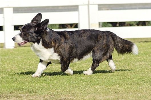 柯基犬,开襟羊毛衫