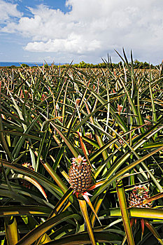 农业,菠萝,地点,不成熟,水果,农作物,毛伊岛,夏威夷,美国