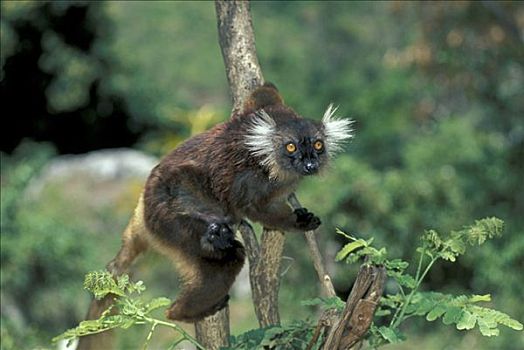 黑狐猴,成年,年轻,诺西空巴,马达加斯加,非洲