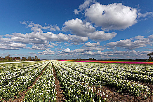 郁金香,地点,开花,靠近,阿克马镇,北荷兰,荷兰