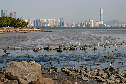 深圳湾冬季候鸟群