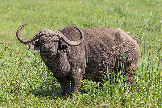 非洲水牛,恩戈罗恩戈罗火山口,坦桑尼亚