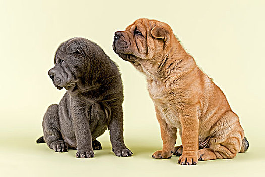 两个,沙皮狗,小狗,8周,雄性,蓝色,红色