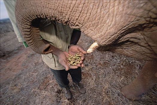 非洲象,婴儿,学习,发现,刺槐,种子,东察沃国家公园,肯尼亚