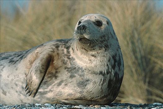 灰海豹,雌性,赫尔戈兰岛,石荷州,德国