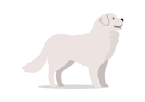 拉布拉多犬,站立,白色背景,背景,白色,狗,象征,标识,矢量,插画,风格,设计,卡通,宠物
