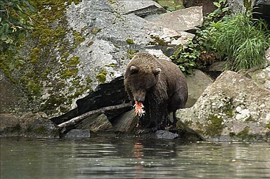 大灰熊,棕熊,吃,三文鱼