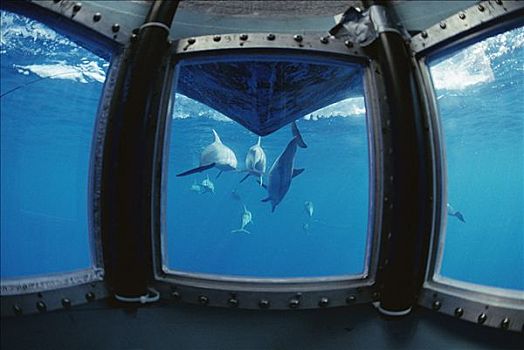 飞旋海豚,长吻原海豚,水下,风景,窗户,研究,夏威夷