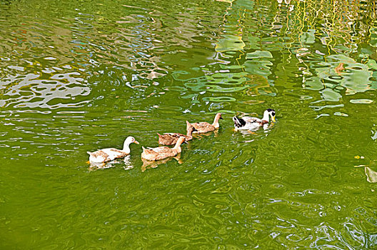 鸭子,在池塘,游泳