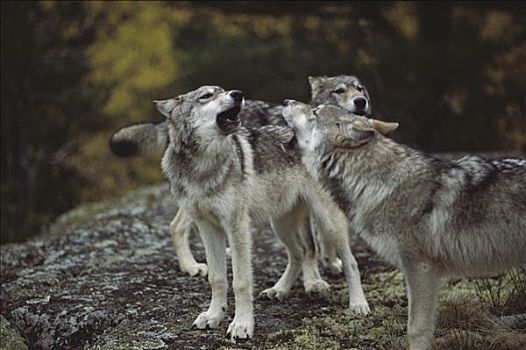 大灰狼,狼,三个,叫喊,明尼苏达