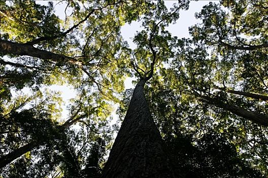 雨林,树,弗雷泽岛,昆士兰,澳大利亚