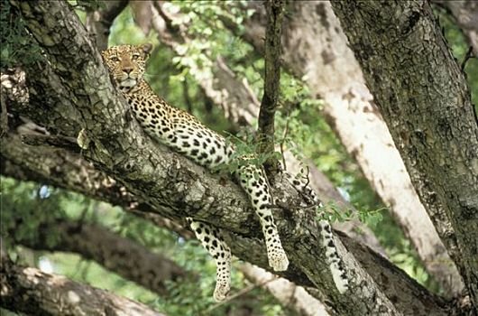 豹,雌性,休息,树上,莫瑞米,野生动植物保护区,博茨瓦纳