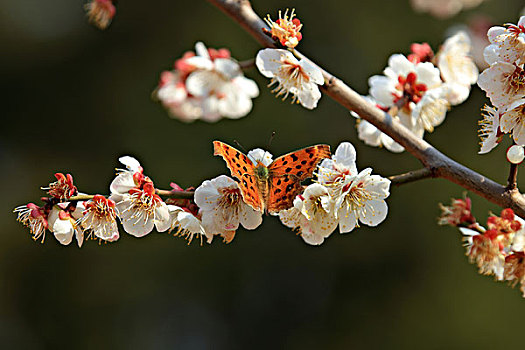 梅花,蝴蝶