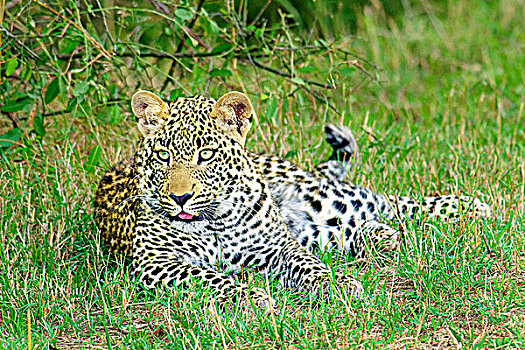 一岁,豹,幼兽,肯尼亚,东非