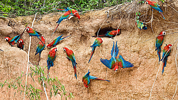 红绿金刚鹦鹉,绿翅金刚鹦鹉,成群,秘鲁