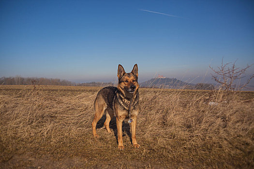 德国牧羊犬,狗