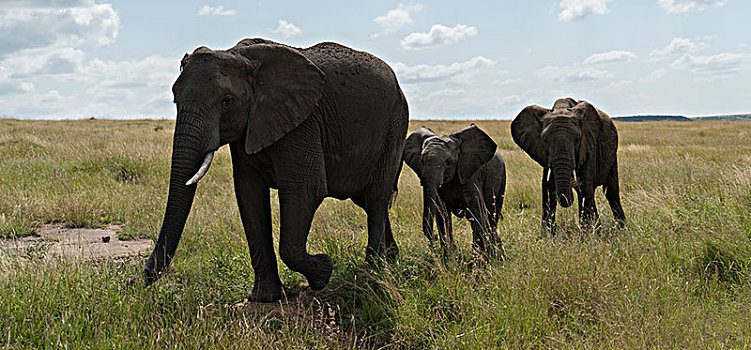 非洲大象056