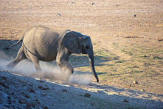 非洲象,幼兽,雄性动物,跑,河床,南卢安瓜国家公园,赞比亚,非洲