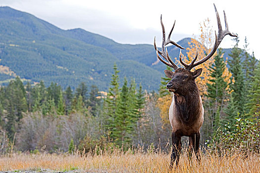 美洲,麋鹿,鹿属,鹿,雄性动物,西部,艾伯塔省,加拿大