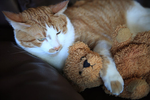 猫,搂抱,泰迪熊