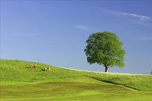 悬铃木,母牛,草场,巴伐利亚,德国