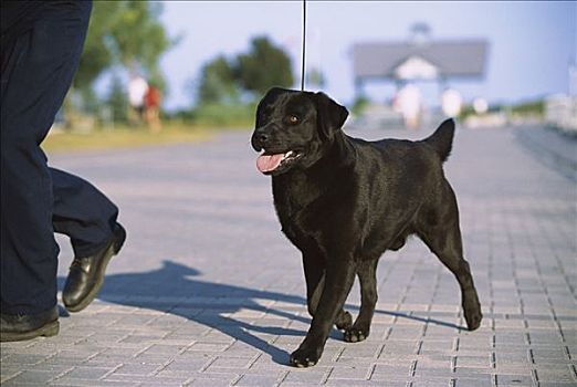 黑色拉布拉多犬,狗,走,物主