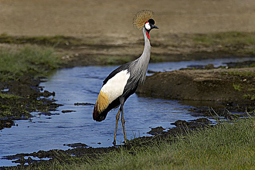 鹤,灰冠鹤,靠近,水,纳库鲁,公园,肯尼亚