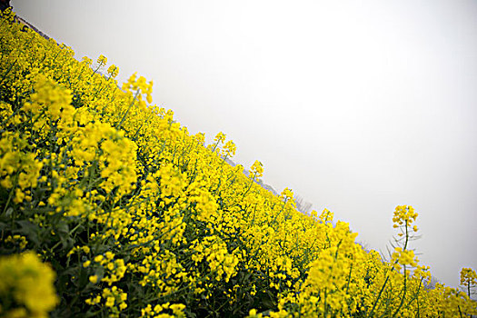 江苏泰州兴化油菜花