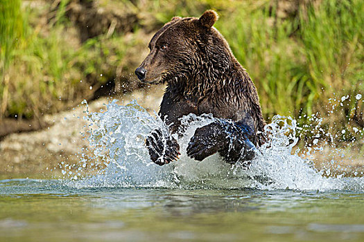 美国,阿拉斯加,卡特麦国家公园,大灰熊,棕熊,捕鱼,三文鱼,卵,河流,湾