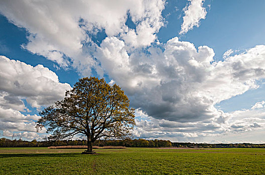 橡树,栎属,风景,土地,印象深刻,云,黑森州,德国,欧洲