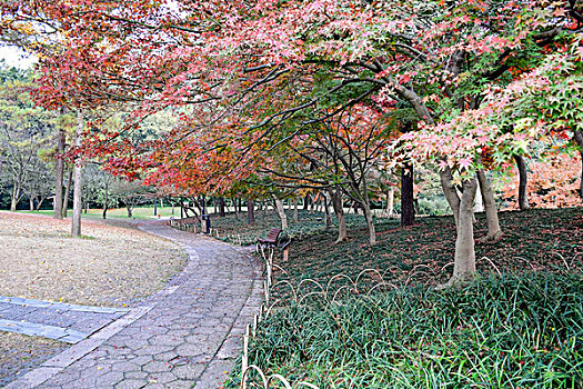 杭州太子湾公园秋景枫树
