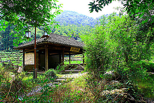 浙江杭州西湖风景区龙井问茶