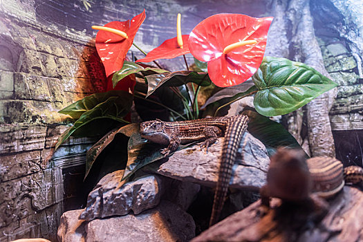 海洋馆水族馆动物园爬行动物非洲苏丹盾甲蜥